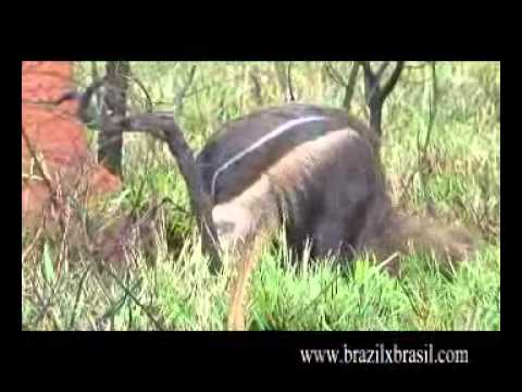 ブラジルのセラードの動物たち -