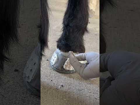 Applying the EasyShoe One Glue-On Horseshoe