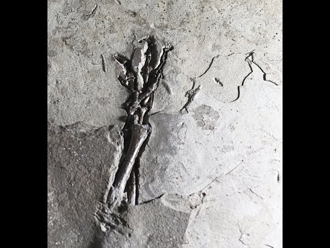 51.98 million year old crocodile live prep