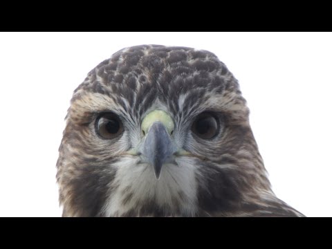 Cornell Red-tailed Hawks Highlights, 7/16/2021 (HD)