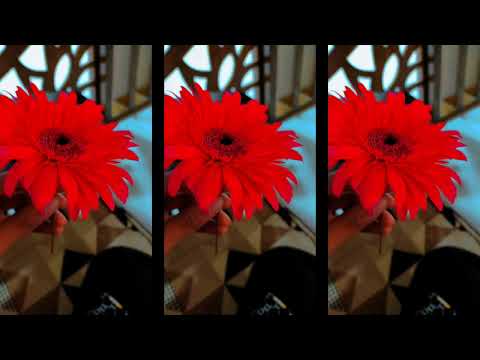 Beautiful flowers 🌹🌺 ll mini vlog🤞🍀 -13 ll ☘️@azizaslifestyle🌿