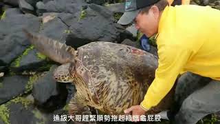 海龜擱淺與救援全紀錄-七美漁業資源保育區