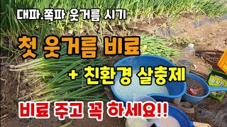 대파.쪽파 추비시기 첫 웃거름비료와 토양살충제 뿌리는 이유와 방법 비료 주고 꼭 하세요