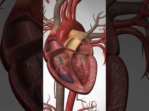 The Difference Between Cardiac Arrest Heart Attack and Heart Failure 3D Animation
