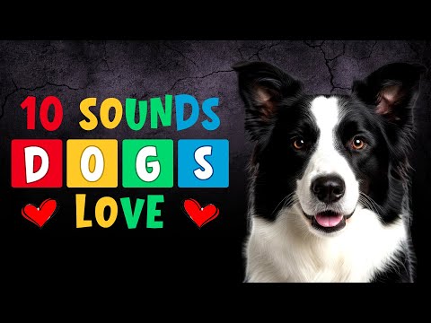 10 Sounds That Dogs LOVE To Hear All Time 😍🐶 Try These Dog Sounds!