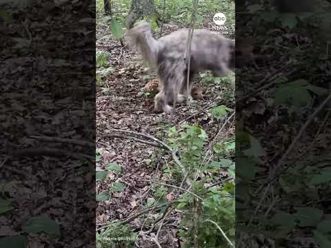 Dog completely fooled by baby deer’s camouflage