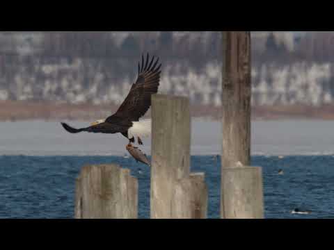 Eagletakes2
