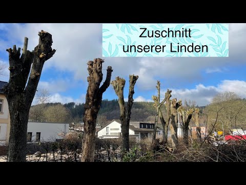 Garten | Linden | schneiden | stutzen | Frühling | Garden | Selbstversorger