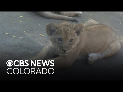 Lion cubs make public debut at Denver Zoo's Predator Ridge - YouTube