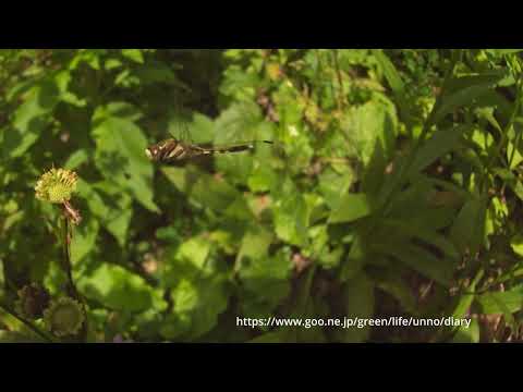 ムギワラトンボの飛翔　33倍スローモーション