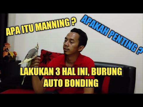 Apa itu Manning Burung? - Proses Manning Burung Falk | Auto Bonding Banget