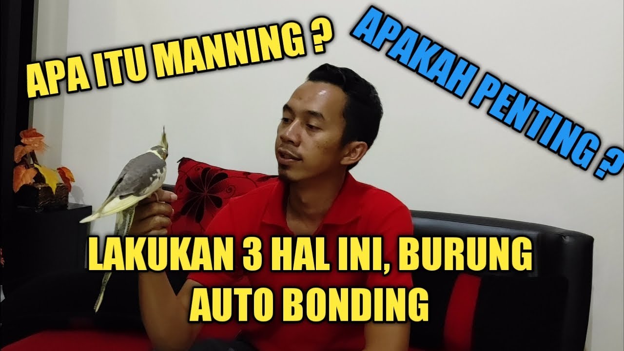 Apa itu Manning Burung? - Proses Manning Burung Falk | Auto Bonding Banget