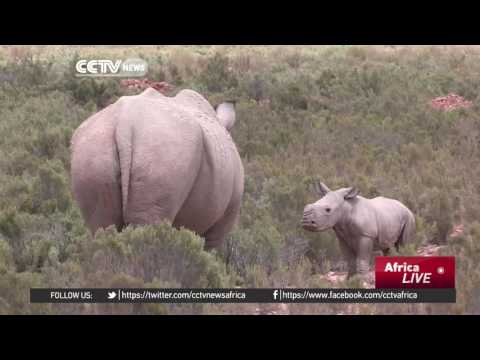Plan to airlift 80 white rhinos to Australia elicits mixed reactions