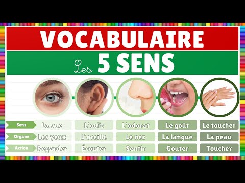Vocabulaire : Les 5 sens || Français
