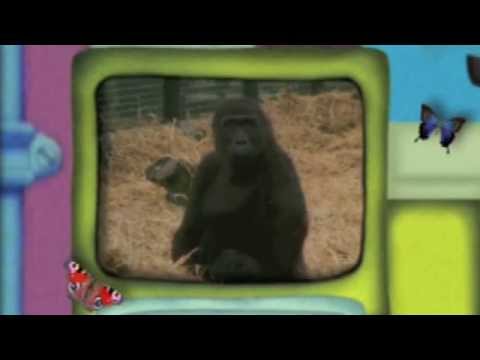 Jonny Morris gets attacked by a gorilla on 'Animal Magic'
