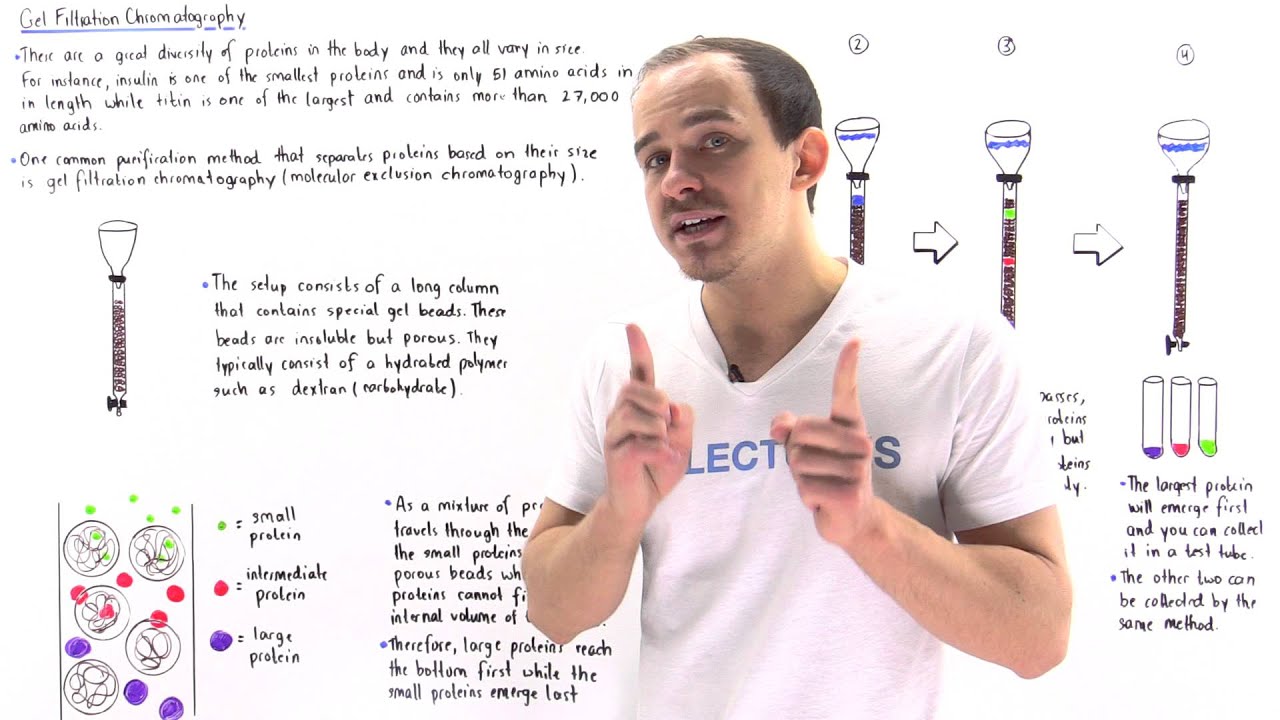Gel Filtration Chromatography