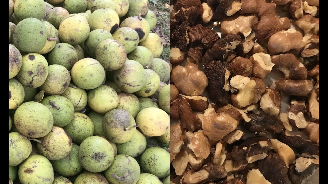 Black Walnut Harvesting:  From Start to Finish