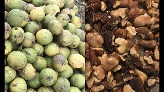 Black Walnut Harvesting:  From Start to Finish