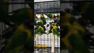 Download lagu lovebird dakori indonesia (sidoarjo jatim) mp3