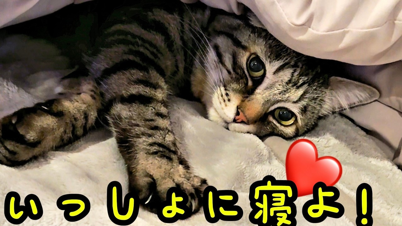 キュン❤️お布団の中でママを待つ猫ピノち😻 ソファー占領する猫たち🤣