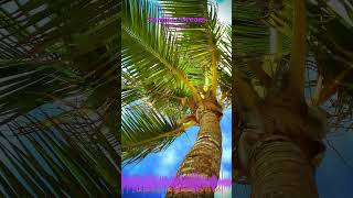 Miniature YouTube : Summer Dream | Ambiance Méditative & Apaisante par Soochrys