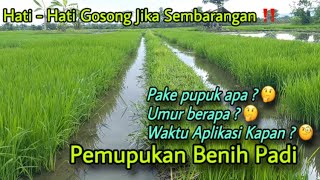 Download lagu Cara Pemupukan Benih Padi Agar Cepat Tumbuh Subur dan Sehat mp3