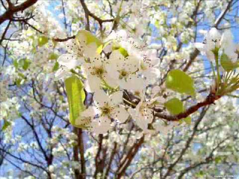 Video thumbnail for Серебряная Роза (Silver Rose)