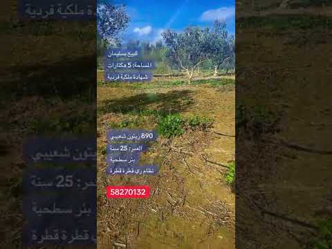 فرصة استثمار فلاحية بسليمان – أرض زيتون منتجة على مساحة 5 هكتارات