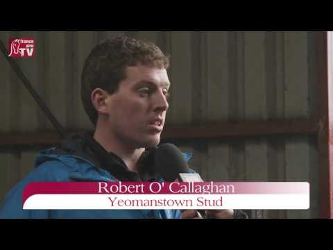 Gutaifan - Irish Stallion Trail 2016