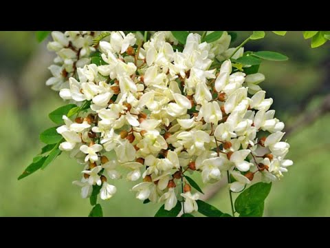 BAGREM ČUVA ORGANIZAM Snižava temperaturu i rešava problem sa zatvorom !