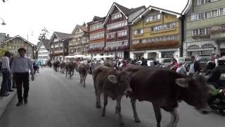 preview picture of video 'Descida das vacas das montanhas.wmv   Suiça. Appenzell'