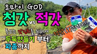 톡쏘는 갓김치 청갓과 적갓 씨앗파종 / 퇴비 비료 살포 / 최적의 토양 만들기 / 두둑만들기부터 파종까지