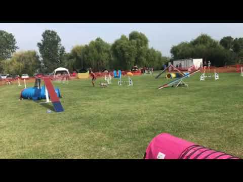 2019 08 24 Monor open agility