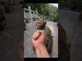 The Monkey Got Angry Seeing The Middle Finger Shorts