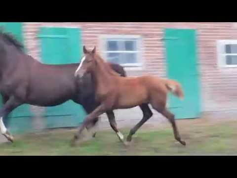 Spitzen Stutfohlen von Van Vivaldi x Don Schufro x Florestan x Brentano