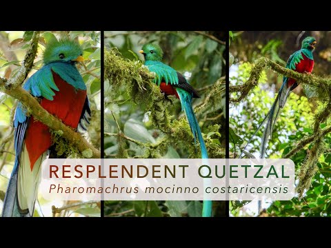 The Resplendent Quetzals of Monteverde, Costa Rica