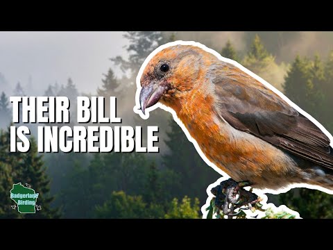 5 Things You Didn't Know About Finches!