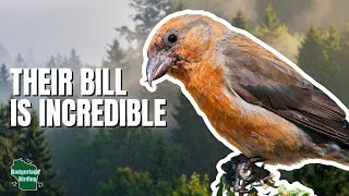 5 Things You Didn't Know About Finches!