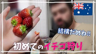 【オージー夫初めてのいちご狩り】人生で初めて日本でいちご狩りを体験したオーストラリア人の反応は！？意外と辛口。　海外生活・一時帰国・移住