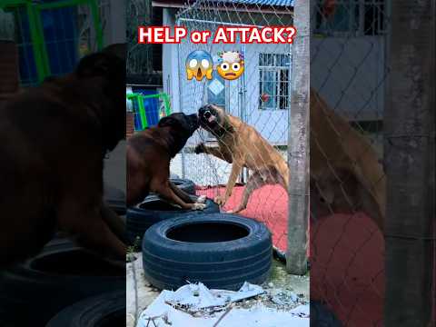 "Dog Trapped or Fighting? The Truth Will Shock You!"😱🤯 #shorts #dog #fight #viralvideo