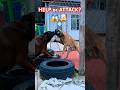 "Dog Trapped or Fighting? The Truth Will Shock You!"😱🤯 #shorts #dog #fight #viralvideo