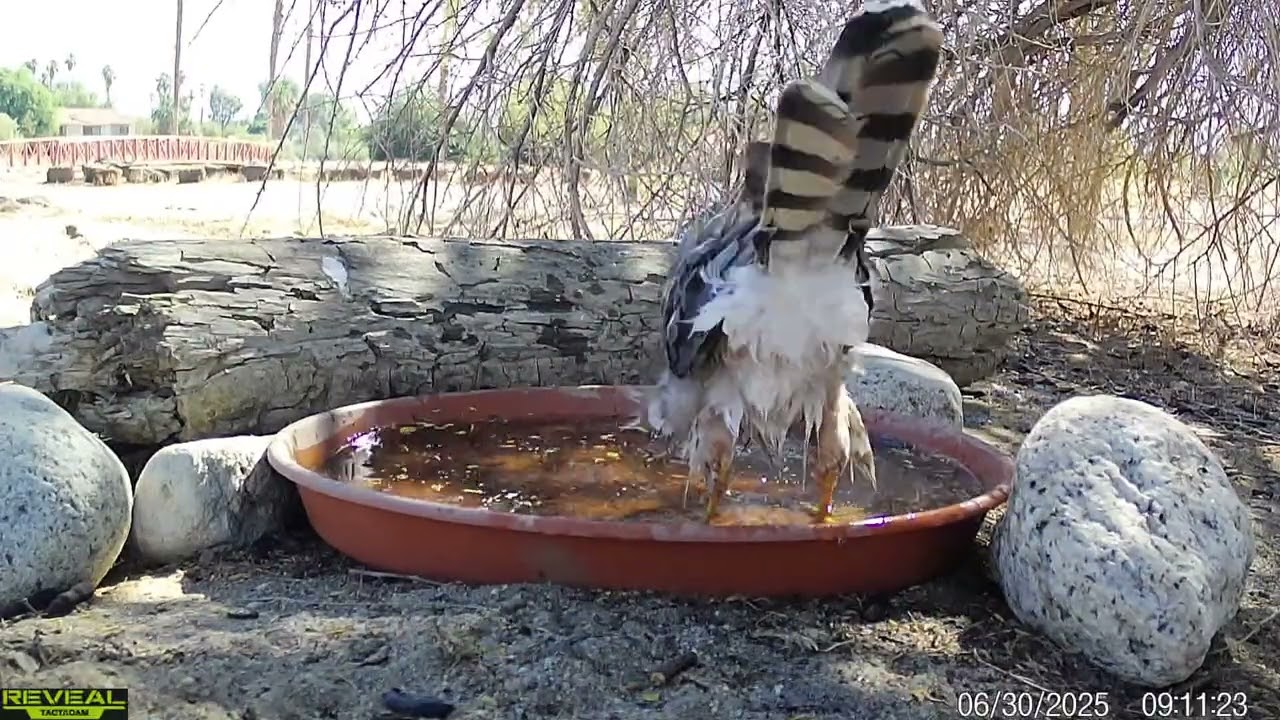 S3E49: A Cooper's hawk visits the water for a morning drink and bath before heading out on a hot day