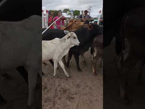 Bezerros sendo vendidos em Jurema-PE
