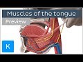 Muscles of the tongue (preview) - Human Anatomy | Kenhub