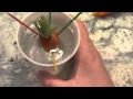 how to regrow carrots 