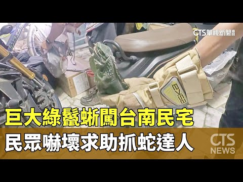 巨大綠鬣蜥闖台南民宅　民眾嚇壞求助抓蛇達人