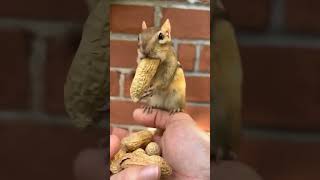 Download lagu tupai makan kacang #tupailucu #tupai #shorts mp3