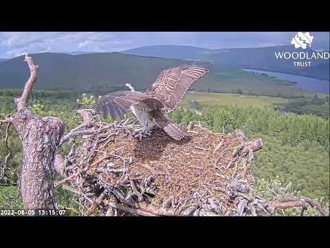 All grown up! Willow the Loch Arkaig Osprey chick flies with fish for the first time 5 Aug 2022