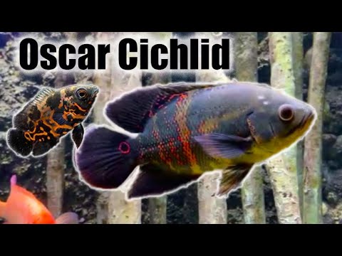 Oscar Cichlid | Care Guide & Species Profile