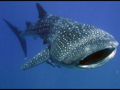 iSaw A3 Extreme HD First Ever Whale Shark footage by Freedom Divers, Phuket